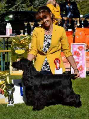 best of black variety male
5 ATHINA'S PRODUCT READY FOR ACTION, MET.MSVK.CSP.0112/16, 01.05.2016
O: GALLINAGOS CAUSE NOTHING COMPARES M: ATHINA'S PRODUCT OBVIOUS STYLE
CH: SZAKÁCS GÁBRONÉ RITA MAJ: SZAKÁCS RITA