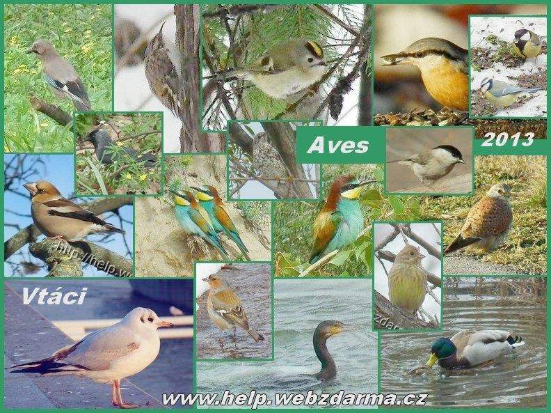 aves 2013