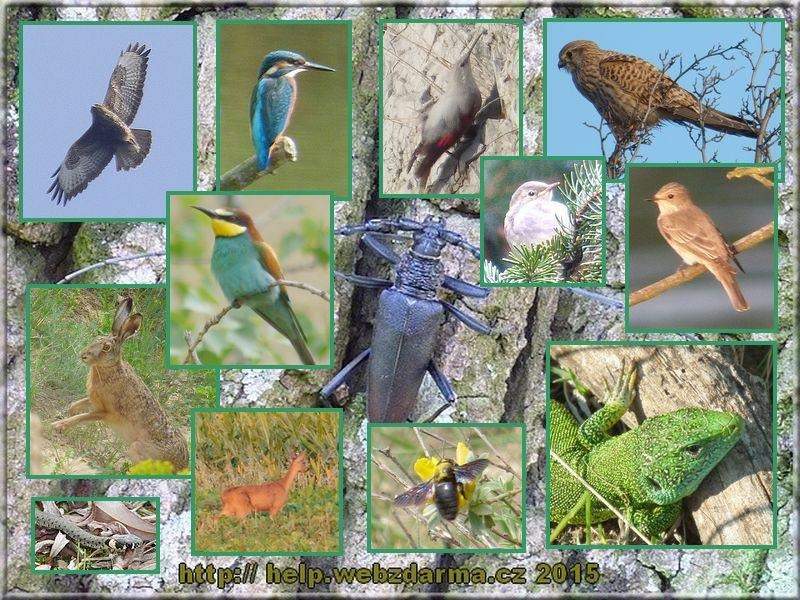 fauna 2015