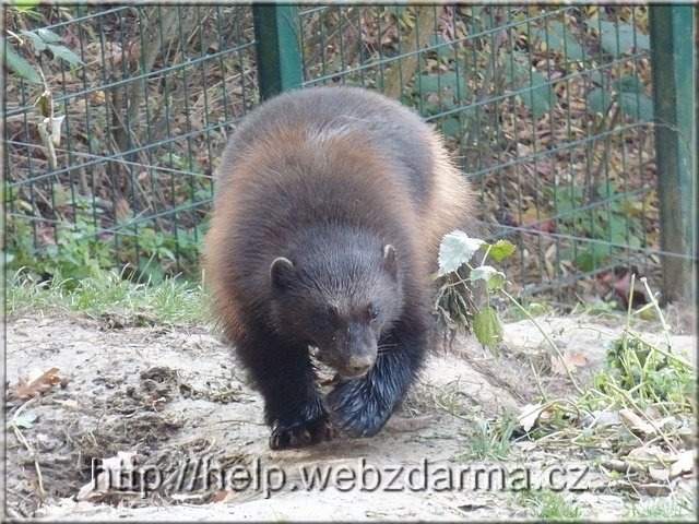 rosomak