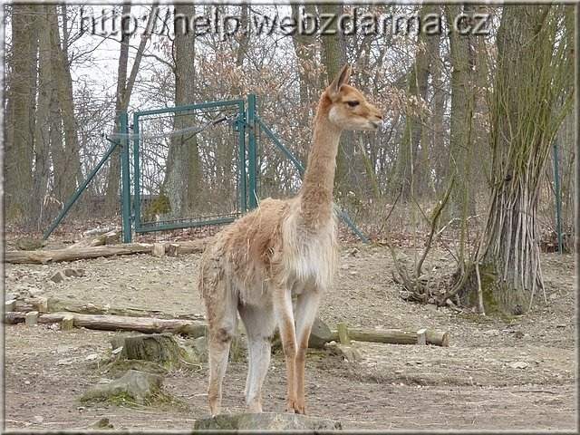 lama