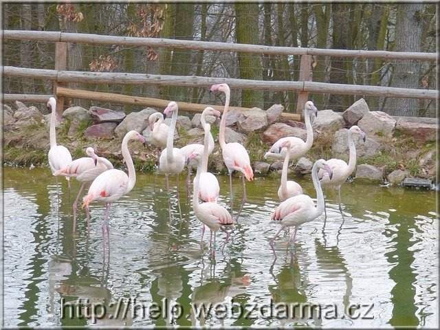 plameniaci