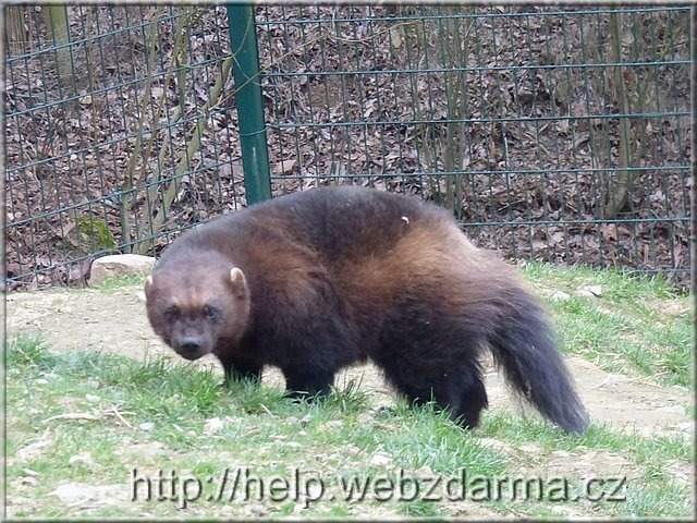 rosomak