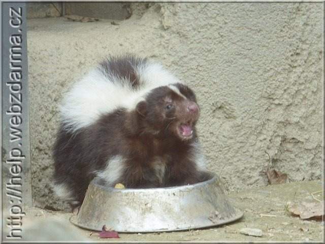 skunk