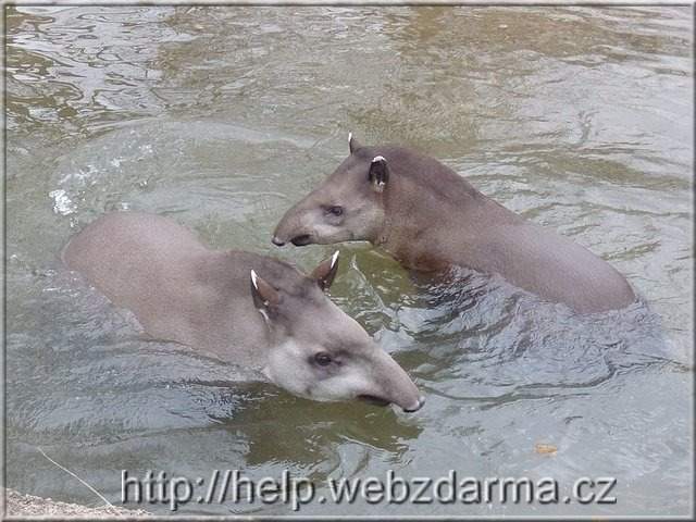 tapir