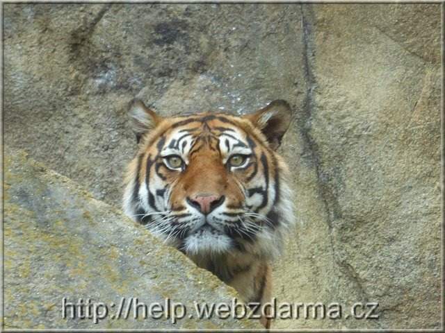 tiger