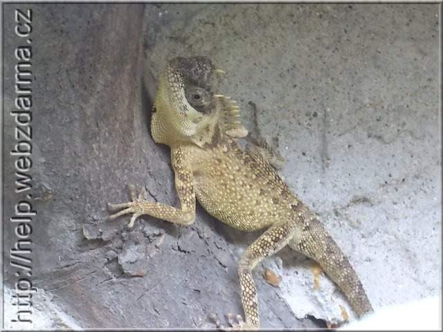 agama