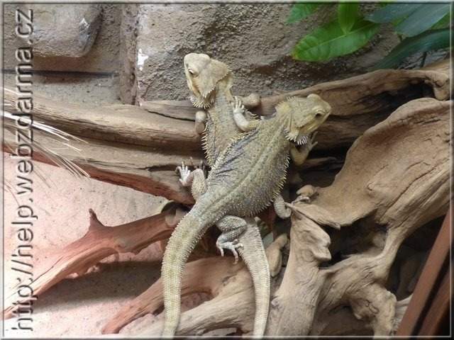 agama01