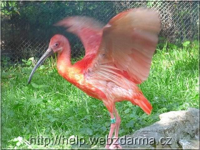 ibis
