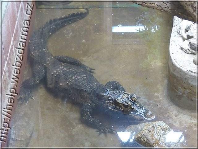 krokodil