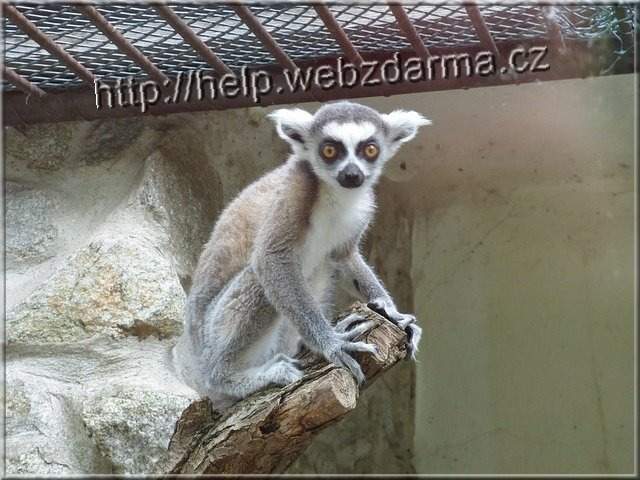 lemur02