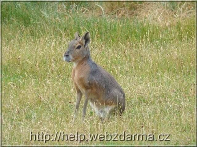 mara