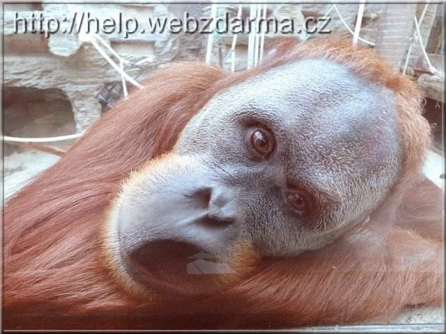 orangutan01