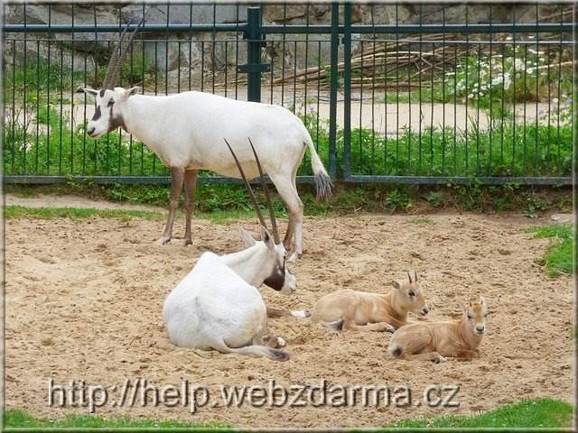 oryx