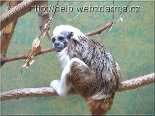 tamarin