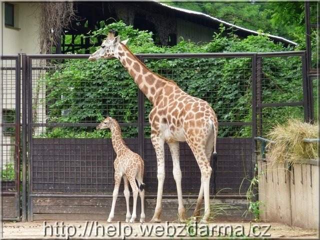 zirafy02