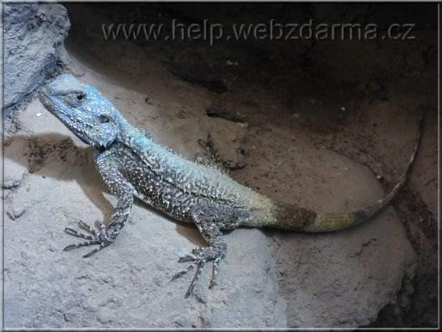 agama