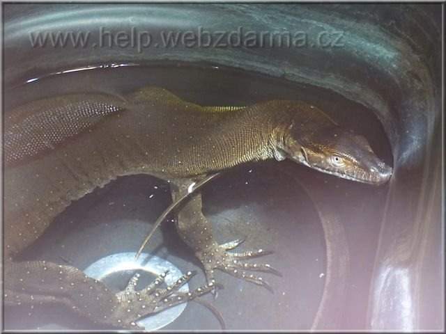 varan