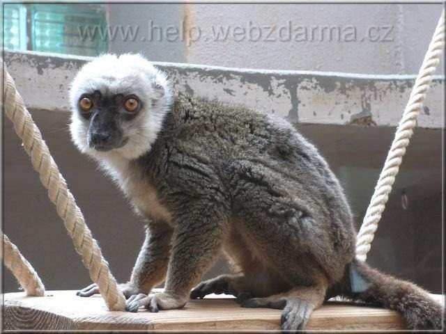 lemur
