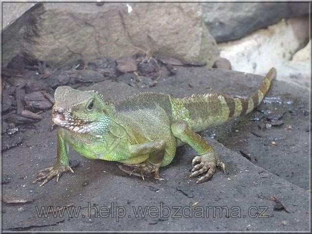 agama