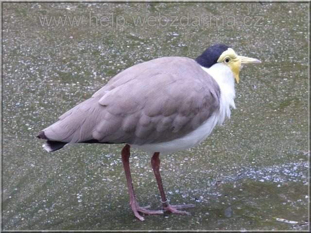 cejka