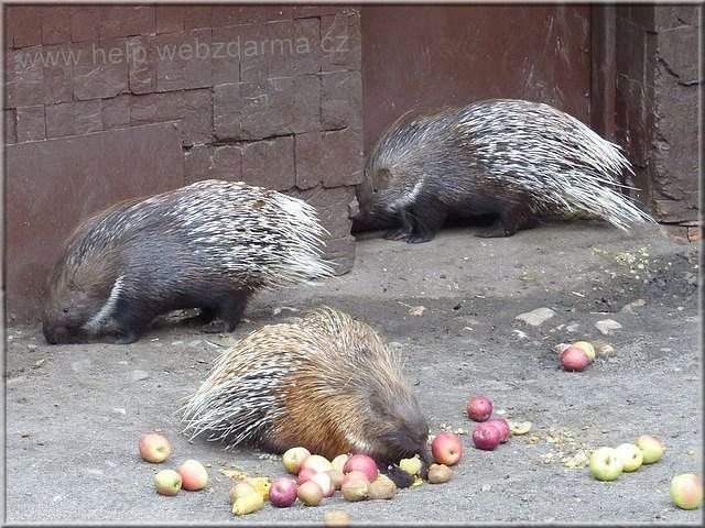 dikobraz