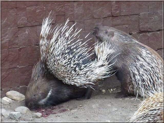 dikobraz1