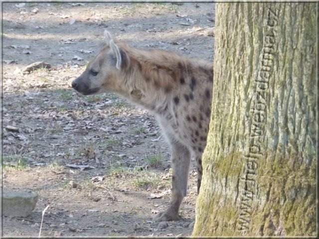 hyena