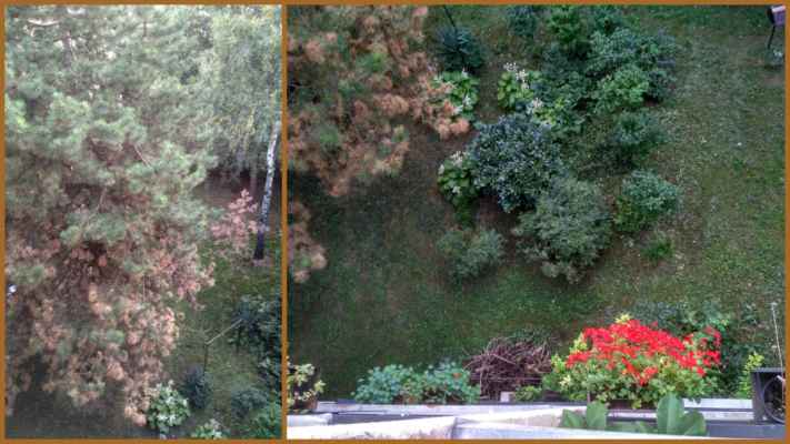 ...pohled dolů byl plný zeleně a květin, ale jehličí na borovici, která byla ozdobou pod našimi balkony, začalo rezivět ...
