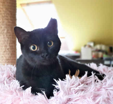 17.10.2020 - Ava je v pořádku, bez potíží a může do nového domova. Je to drobnější, kulatá kočička s velmi milou a přátelskou povahou. Ráda při mazlení nastavuje bříško. Má 4 měsíce a proto je nutné, aby měla kočičího kamaráda.
