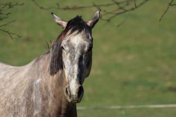 Kůň vyžaduje vyšší nároky na ustájení, veterináře a doplňky.
