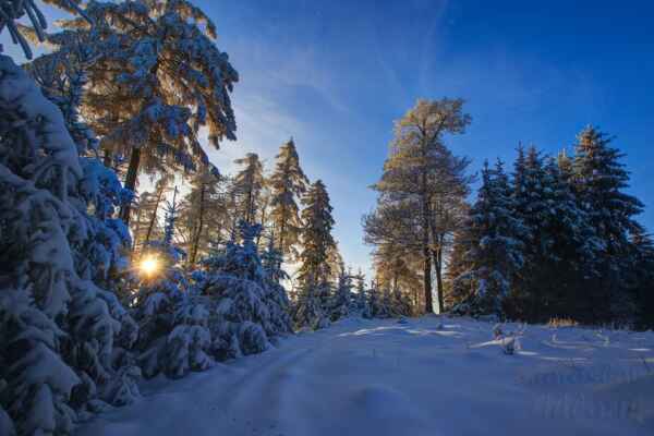 29 - Když napadla tato sněhová nádhera, neodolal jsem a vyrazil do lesa.