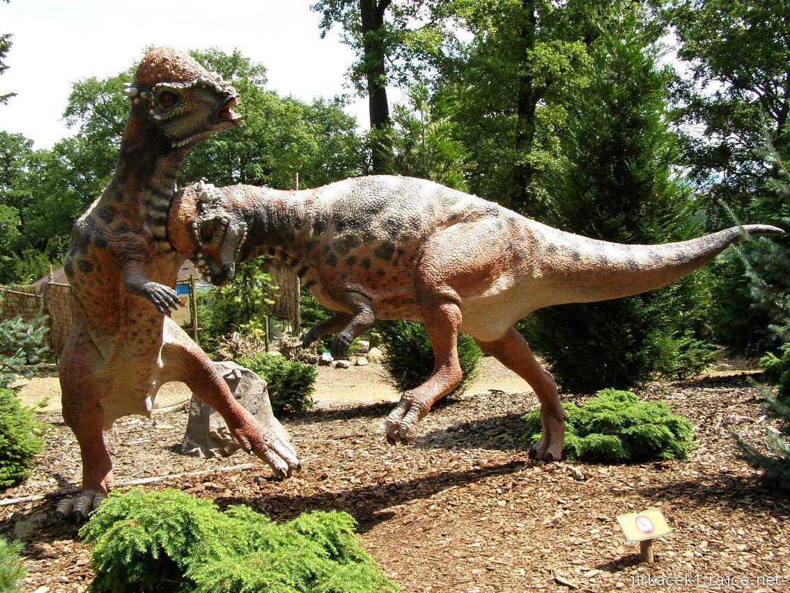 Dinopark Plzeň 21 - Pachycephalosaurus
