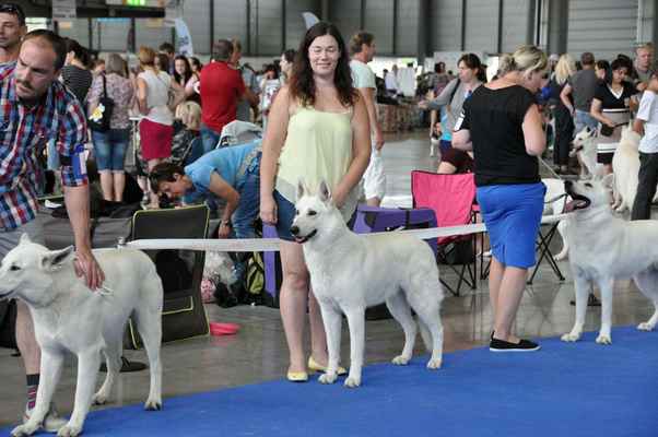 Billy Falco Almost Normal, Brutto Artay of Highland, César Pett´s Wolf - Male Open class