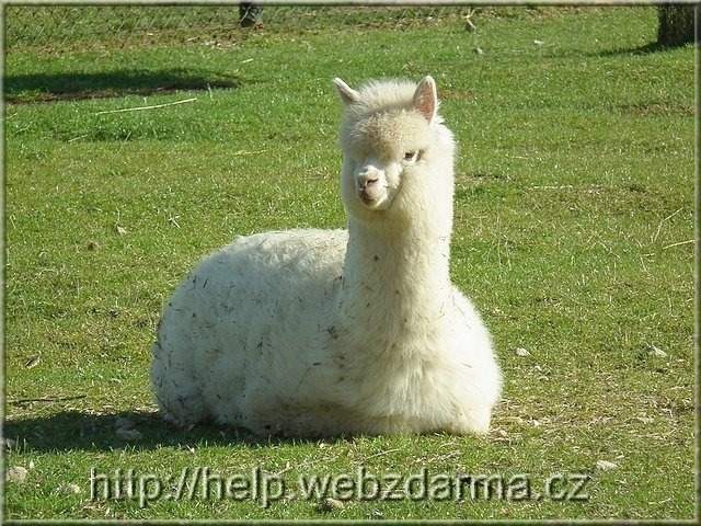 lama01