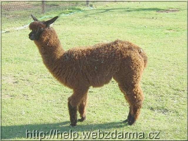 lama02