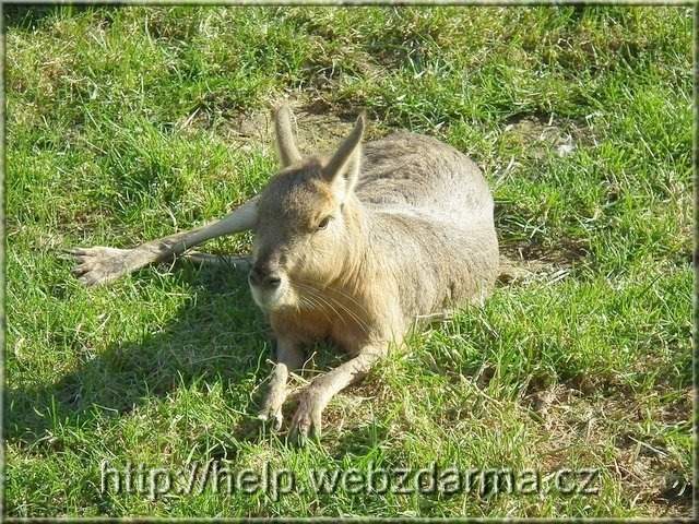 mara