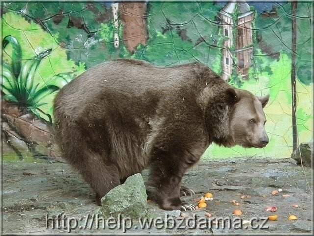 medved02
