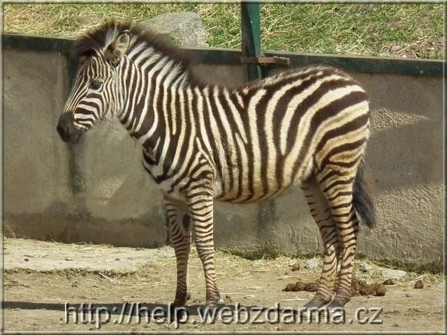 zebra