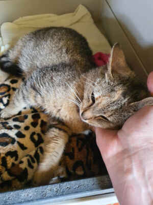 20.5.2021 - Přijali jsme kočku nalezenou u nemocnice v Hodoníně, podle oznamovatelky se tam zdržovala už několik dní, je vyhladovělá. Je to loňské kotě, velmi malá, drobná kočička, dostala jméno Malenka a byla umístěna do karantény.