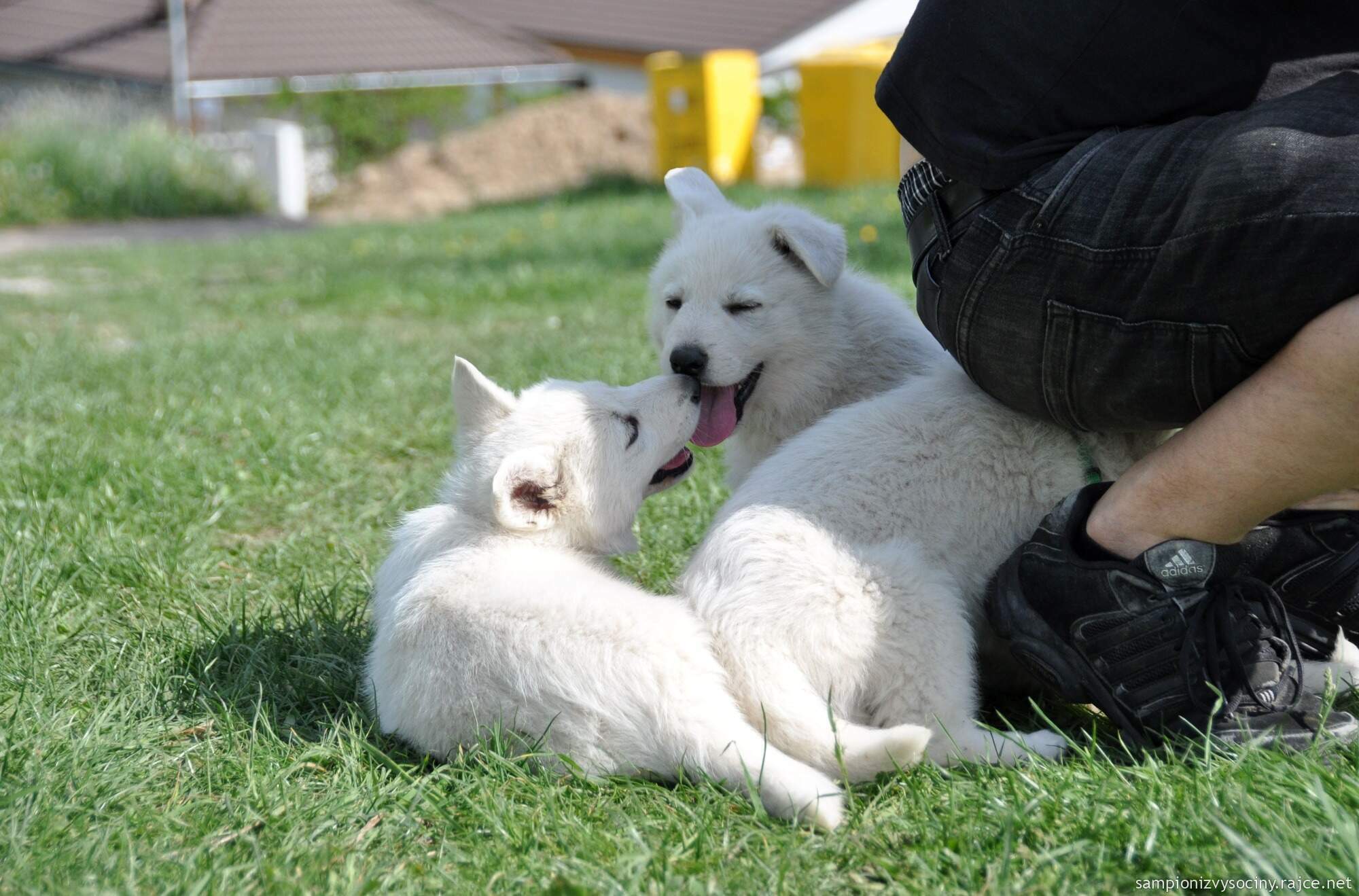 rajce.idnes.cz baby.65 Litter N | ARTAY OF HIGHLAND