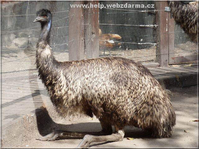 emu