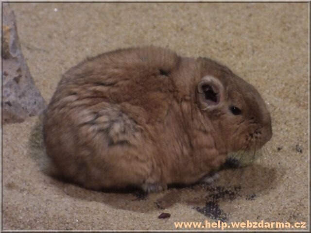 gundi