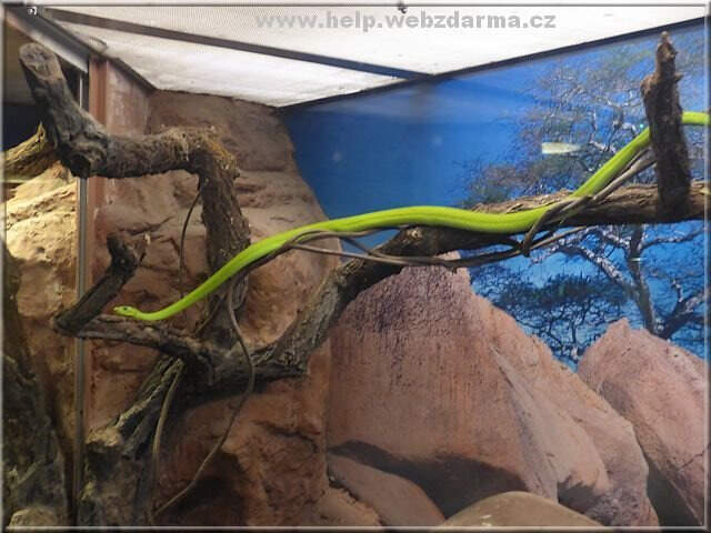 mamba