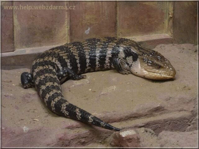tiliqua