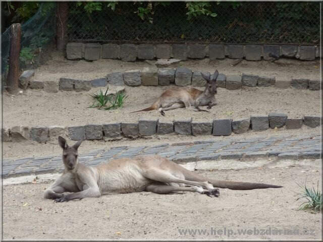 klokani