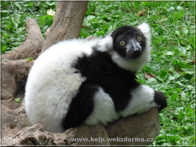 lemur