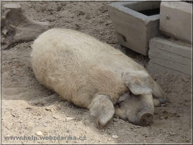 mangalica