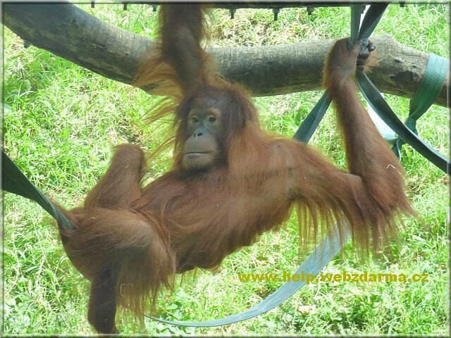 orangutan