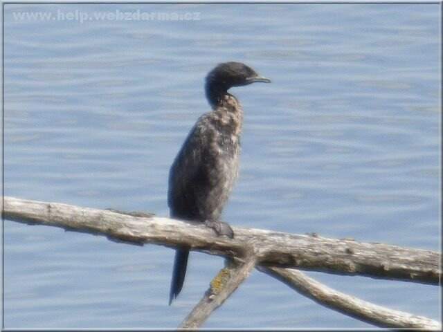 kormoran